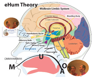 Brain and eHum Theory
