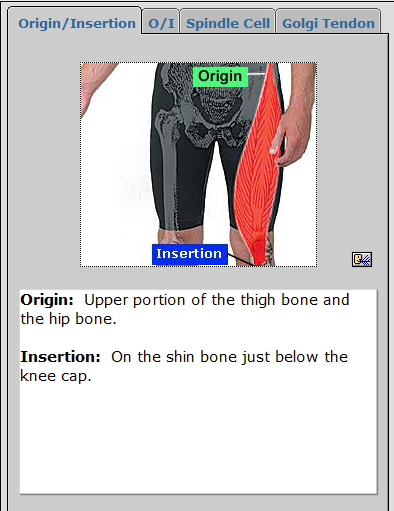 Origin/Insertion in Sessions