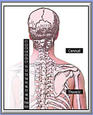 Spinal Reflexes