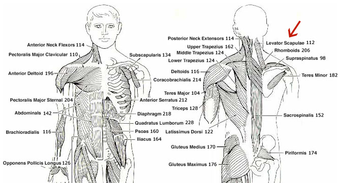 Muscle Chart