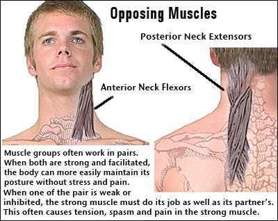 Opposing Muscles