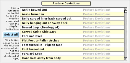 Muscles related to Posture
