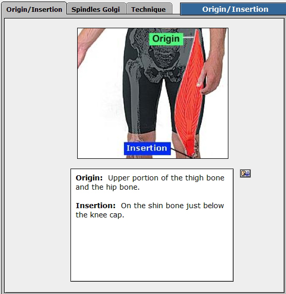 Quadriceps Origin/Insertion