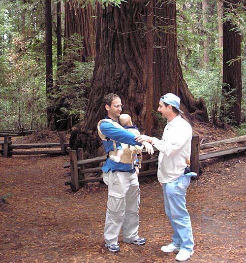 Redwoods